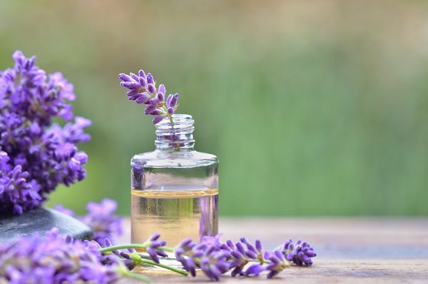 purple lavender flower in a bottle of essential oil 精油使用方法